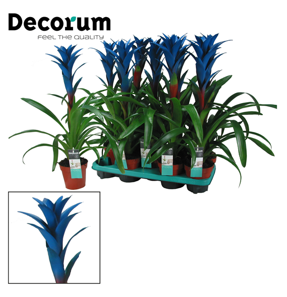 Guzmania Ocean Blue F00000315