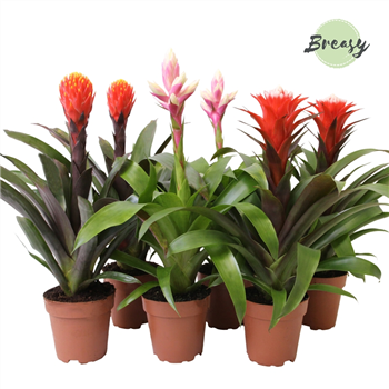 Guzmania Rockyflower Mix F00000170