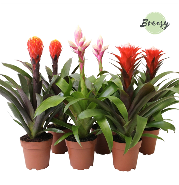 Guzmania Rockyflower Mix F00000170