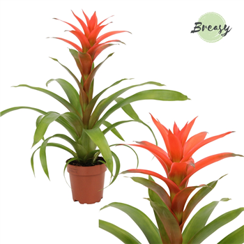 Guzmania Suerte F00000154