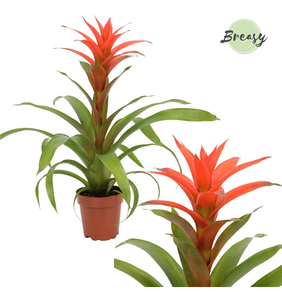 Guzmania Suerte F00000154