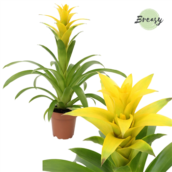 Guzmania Suerte F00000155