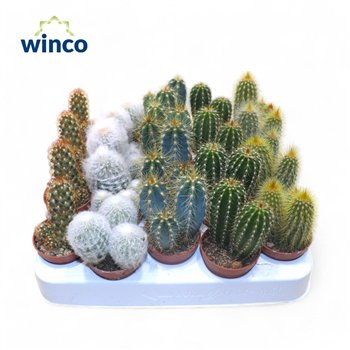 Kaktus mix Column Mix (5spc ) 10cm 5.5cm Q889