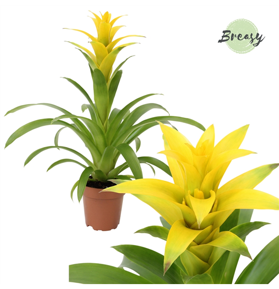 Guzmania Suerte F00000155