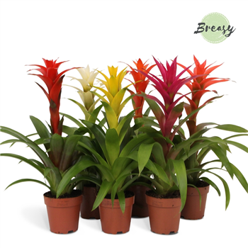Guzmania Suerte Cupcake Mix F00000171