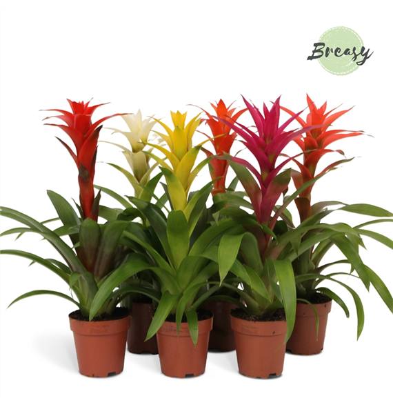 Guzmania Suerte Cupcake Mix F00000171