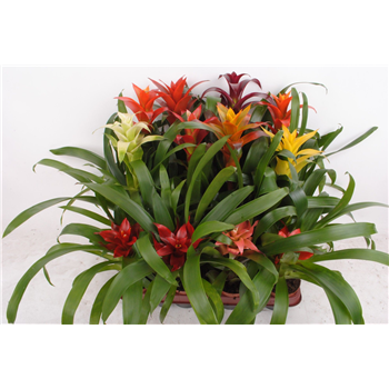 Guzmania mix F00005305