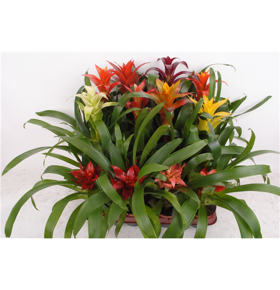 Guzmania mix F00005305