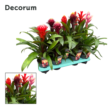 Guzmania mix F00000316