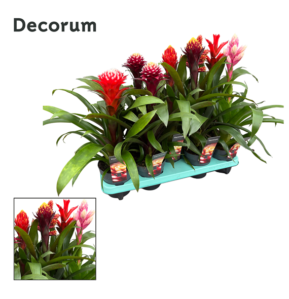 Guzmania mix F00000316