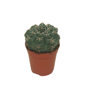 Gymnocalycium baldianum F00001459