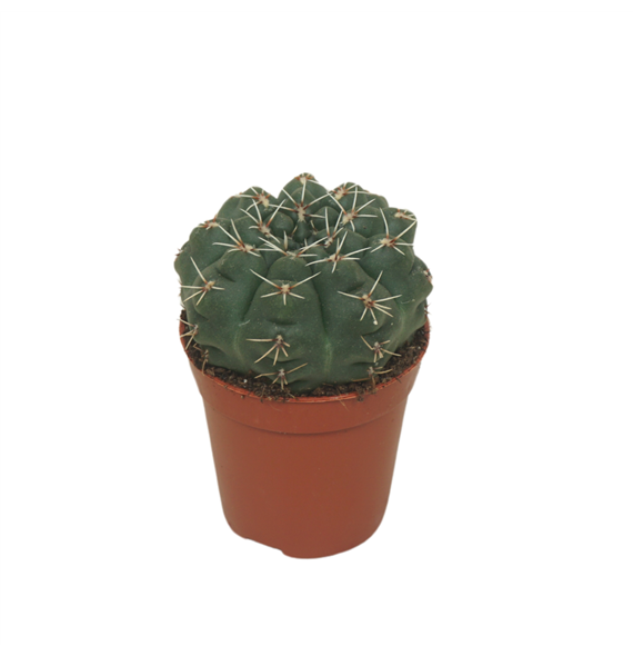 Gymnocalycium baldianum F00001459