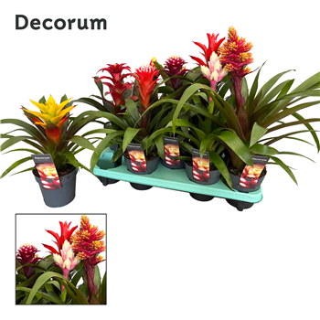 Guzmania mix F00000329