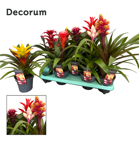 Guzmania mix F00000329
