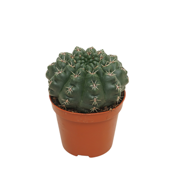 Gymnocalycium baldianum F00001550