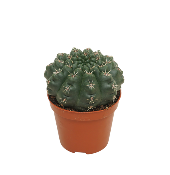 Gymnocalycium baldianum F00001550