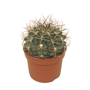 Gymnocalycium delaetii F00001712