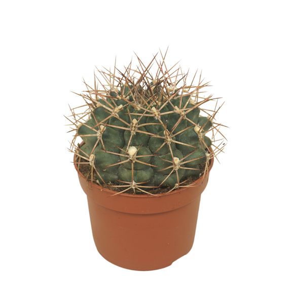 Gymnocalycium delaetii F00001712