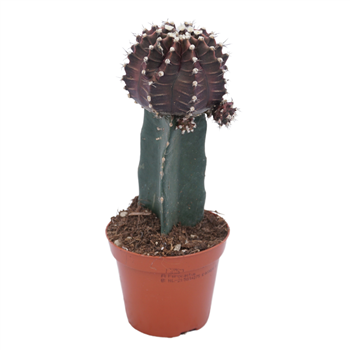 Gymnocalycium mihanovichii F00002728