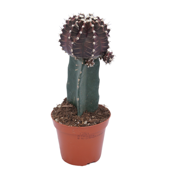 Gymnocalycium mihanovichii F00002728