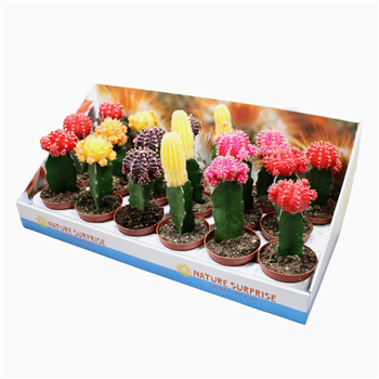 Gymnocalycium mihanovichii Brasil mix F00002723