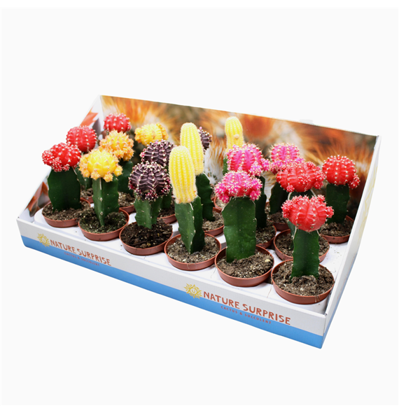 Gymnocalycium mihanovichii Brasil mix F00002723