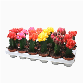Gymnocalycium mihanovichii Brasil mix F00002722