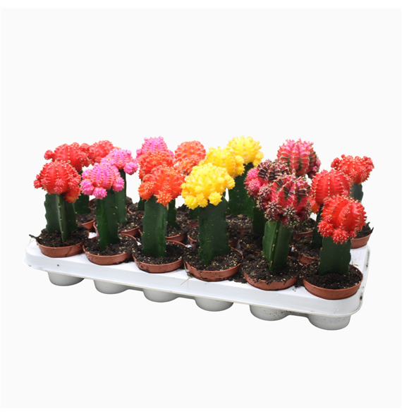 Gymnocalycium mihanovichii Brasil mix F00002722