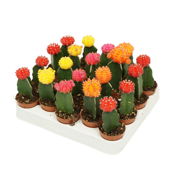 Gymnocalycium mihanovichii Japan mix F00002714
