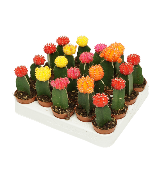 Gymnocalycium mihanovichii Japan mix F00002714