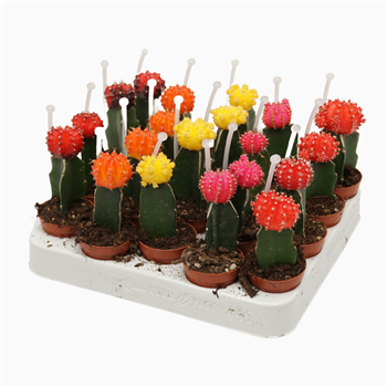 Gymnocalycium mihanovichii Japan mix F00002715