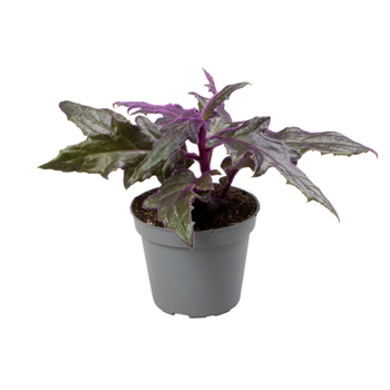 Gynura Auranti F00001930