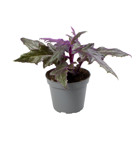 Gynura Auranti F00001930