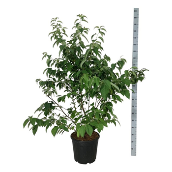 Halesia carolina F00007299