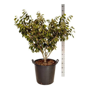 Hamamelis x intermedia 'Arnold Promise' F00006228