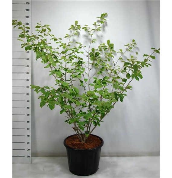 Hamamelis x intermedia 'Westerstede' F00005979