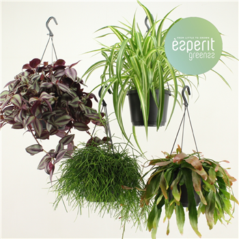 Hangmix Greenss F00001113
