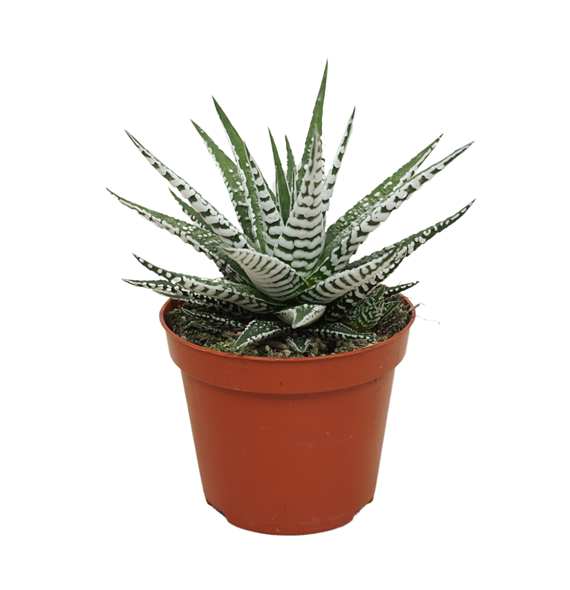 Haworthia fasciata 'Alba' F00004613