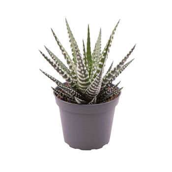 Haworthia fasciata 'Big Band' F00001938