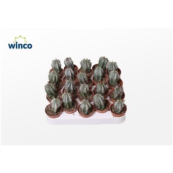 Euphorbia horrida 15cm 5.5cm Q1062