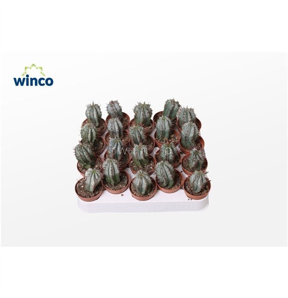 Euphorbia horrida 15cm 5.5cm Q1062