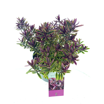 Hebe Wild Romance F00003372