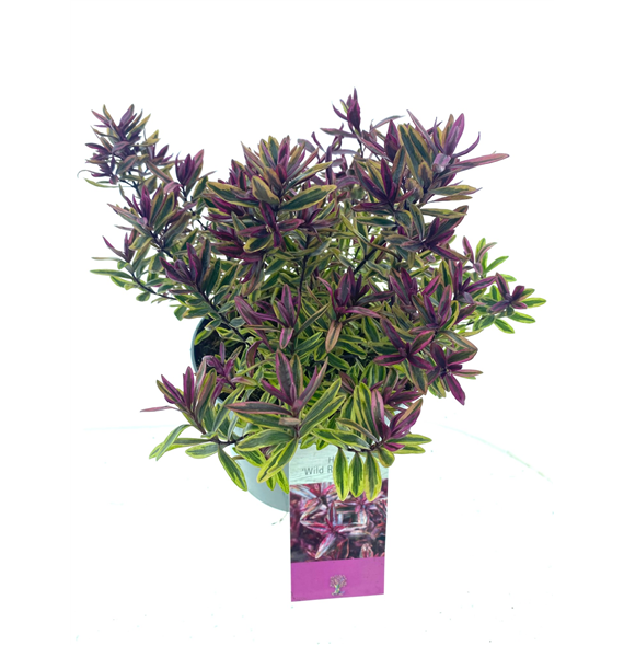 Hebe Wild Romance F00003372
