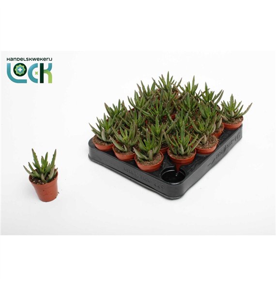 Sukulente Kalanhoja Spider Green 15cm 5.5cm Q1101