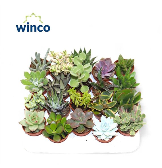 Sukulente Mix 12cm 5.5cm Q1104