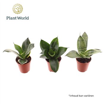 Taščin jezik - Sanseveria trifasciata Tiny Sanny mix (Taščin Sanseveria) 10cm 6cm Q1139