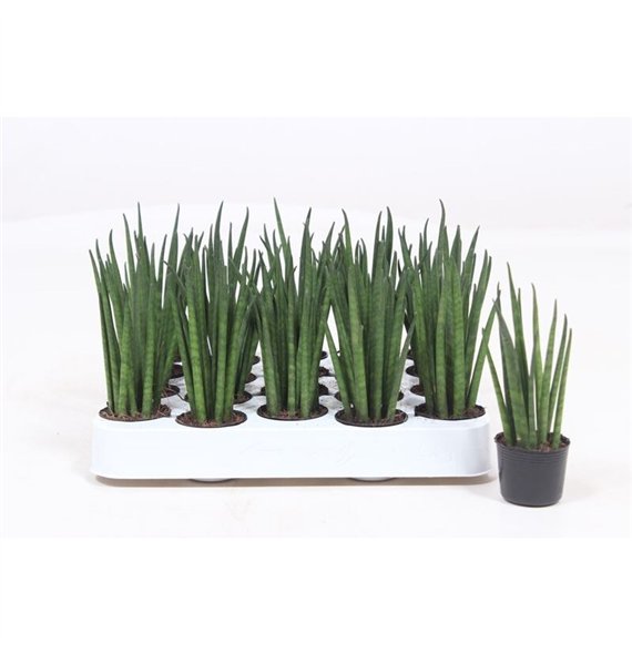 Taščin jezik - Sanseveria bacularis Mikado 12cm 4cm Q1184