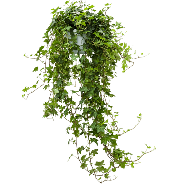 Hedera helix 'Pittsburgh' 4HEHPHA09
