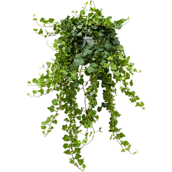 Hedera helix 'Wonder' 4HEWOHA07
