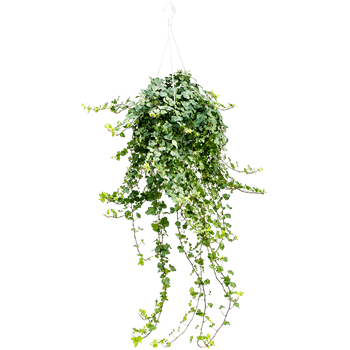 Hedera helix 'Wonder' 4HEWOHA24